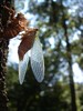 Cicada
