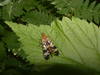 Scorpion Fly