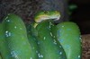 Emerald Tree Boa