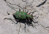 Cicindela campestris