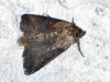 Abrostola triplasia