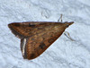 Udea ferrugalis