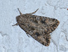Anarta trifolii