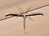 Emmelina monodactyla