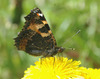 Aglais urticae - small tortoiseshell