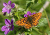 Boloria euphrosyne