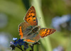 Lycaena phlaeas