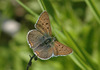 Lycaena tityrus male