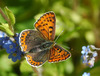 Lycaena tityrus female