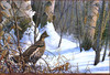 Panthera 0545 Tim Schultz Winter Morning