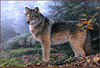 Panthera 0547 Jerry Gadamus Northern Passage