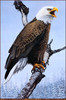 Panthera 0563 Elaine Wadsworth Call for Freedom