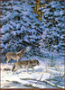 Panthera 0574 Scott Zoellick Wind Song