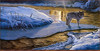 Panthera 0580 Paco Young On Thin Ice