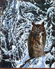 Panthera 0583 Richard Luce Face of Wisdom