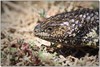 portrait of a lizard