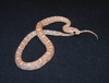 lavender cornsnake (hatchling)