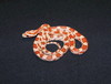 hypomelanistic cornsnake (hatchling)