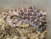 hypomelanistic, lavender, and normal cornsnake (hatchlings)