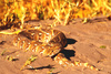 Puff adder