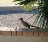 Roadrunner