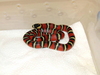 Guatemalan Milksnake (L.t.abnorma)
