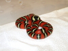 Guatemalan Milksnake (L.t.abnorma)