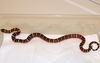 Guatemalan Milksnake (L.t.abnorma)