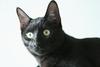 black cat