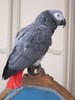 Parrot
