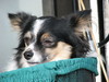 I love small dogs