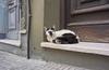 funny cat