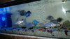 fishes by Aamir huda