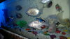 fishes by Aamir huda