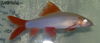 fish by Aamir huda