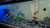 fishes by Aamir huda