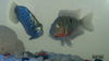 fish by Aamir huda