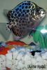 fish by Aamir huda