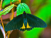 Ceylon birdwing (Troides darsius)