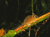 Whitehead's spiny rat (Maxomys whiteheadi)