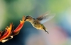 HUMMINGBIRD