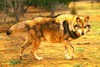 Grey wolf (Canis lupus)