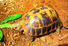 Elongated tortoise (Indotestudo elongata)