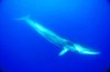 Fin whale (Balaenoptera physalus)
