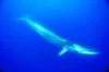 Fin whale (Balaenoptera physalus)