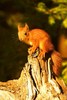 Red squirrel (Sciurus vulgaris)