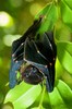 Spotted-winged fruit bat (Balionycteris maculata)