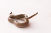 Tropidophis haetianus
