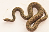 Tropidophis haetianus