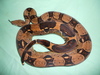 Boa constrictor